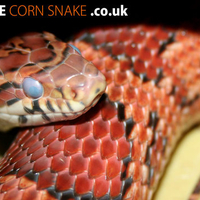 Cornsnake shedding process