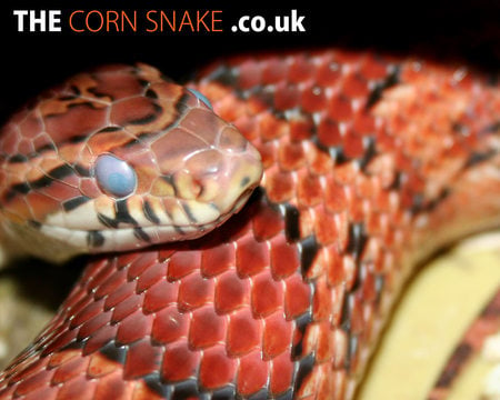 Cornsnake shedding process - reptile, blue, snake, corn, cornsnake, shedding