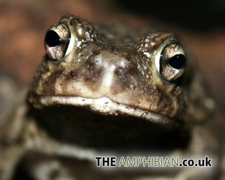 Square marked toad - toad, amphibian, frog