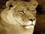 Lioness