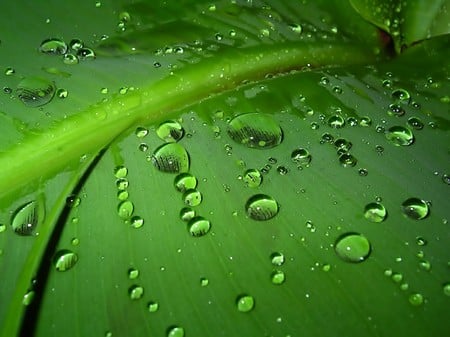 Green Water Drops - nature, flowers