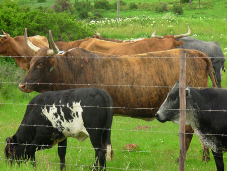 Beautiful cows - green fields, brown, cows, grey