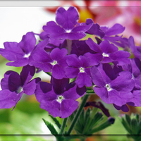 Purple flowers