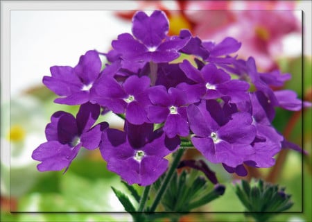 Purple flowers - purple, flowers