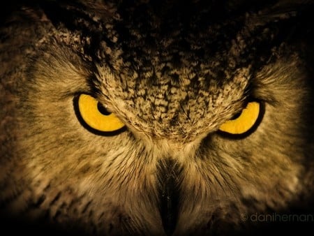 OWL - owl, bird, angry, animal, watcher, night