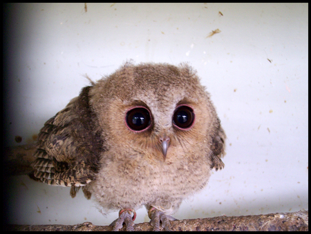 OWL - owl, bird, angry, animal, night