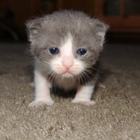 cat baby