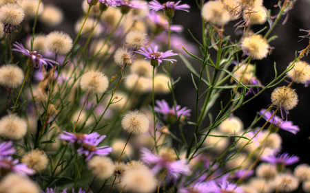 Wild Flowers - field, wild flowers