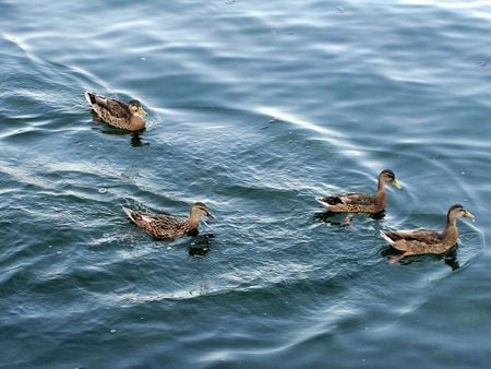 Group of ducks - lake michigan, duckies, ducks