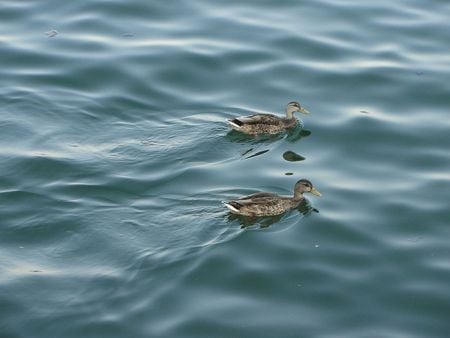 Pair of ducks - duckies, ducks, lake michigan