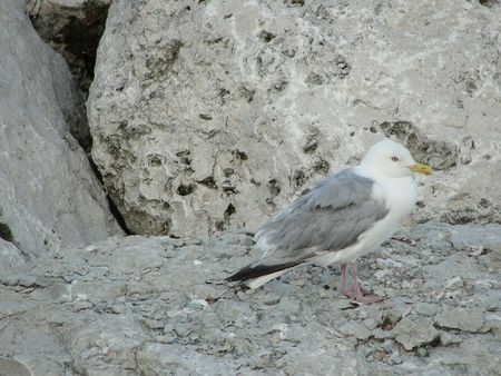 Seagull on a Rock - milwaukee, lake michigan, wisconsin, seagull, bird