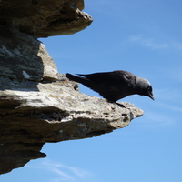 bird on a rock