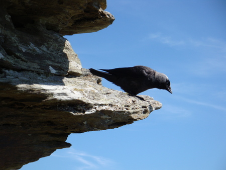 bird on a rock - hunt, cliffs, bird, rook family