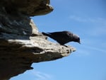 bird on a rock