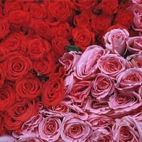 Red and Pink Roses