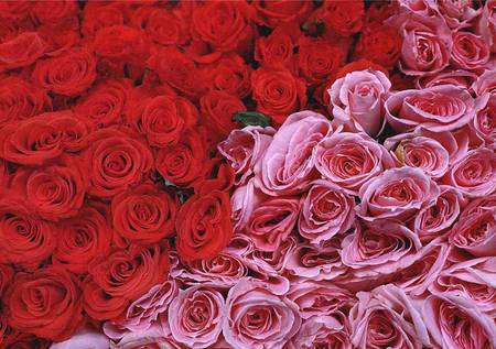 Red and Pink Roses - flowers, red, roses, pink