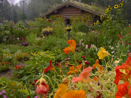 Alaskan Garden - flowers, house, trees, garden, alaska