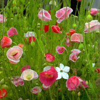 Wild Poppies