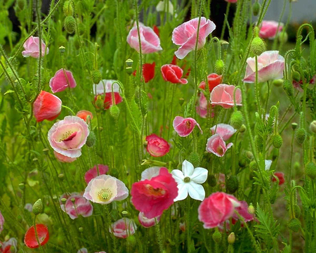 Wild Poppies - flowers, garden, poppies