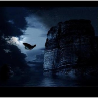 Night Butterfly