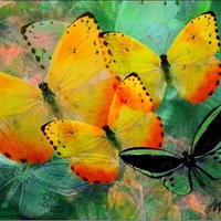 Golden Yellow Butterflies