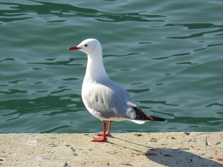 Lone Gull - waterfront, sea, seagull, bird