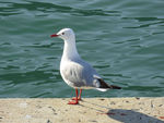 Lone Gull