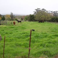 Green grass and horses