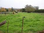 Green grass and horses