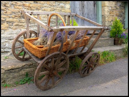 lavender - old, lavender