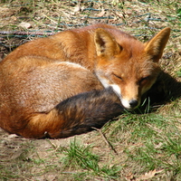 fox