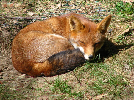 fox - animal, fox, red fox