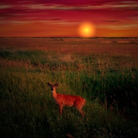 Deer at Sunset