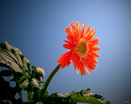 Gerbera Daisy - bloom, photograph, summer, daisy, photo shopped, flower