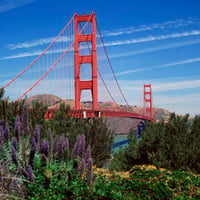 Golden Gate Bridge and Lupine San Francisco California