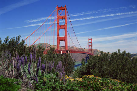 Golden Gate Bridge and Lupine San Francisco California - lupine, san francisco, golden gate, california, golden gate bridge, bridge