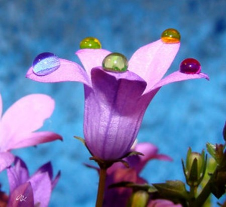 Color Petals - flowers, nature