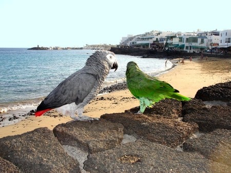 Green and Grey - seaside, nature, beach, parrots, parrot, holiday