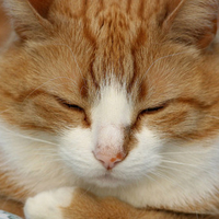 Sleepy Cat  HD
