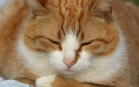 Sleepy Cat  HD - cute, hd, cat, sleepy