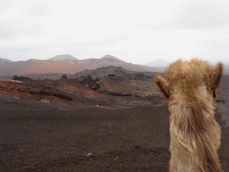 Ship of the desert - camel, volcanoes, animal, desert, hot, mountains