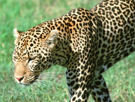 leopard - leopard, animals