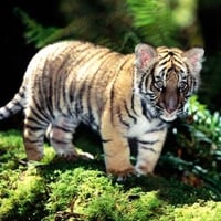 Indochinese Tiger Cub