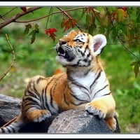 Tiger Cub