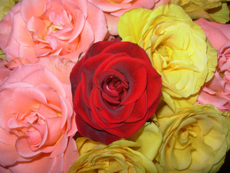 Bunch of roses - flowers, roses, arrangement, red rose