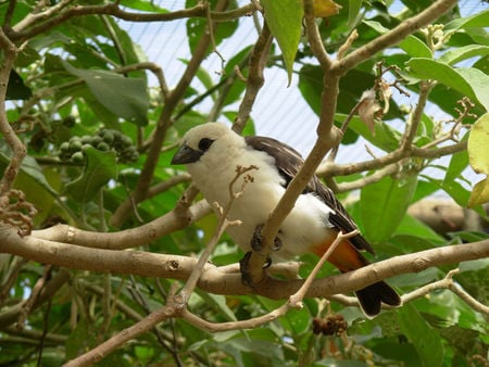 Beautiful bird - tree, bird, wild