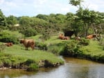 highland cattle