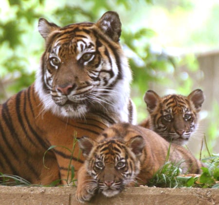 Family Portrait - tigress, big cats, felines, cats, cubs, tigers, tiger, animals