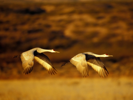 Crane - fly, animal, crane, bird