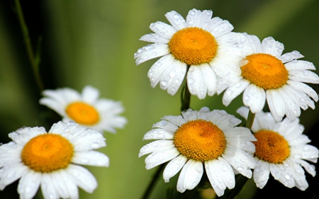 Daisy - flower, Daisy, nature, leaf